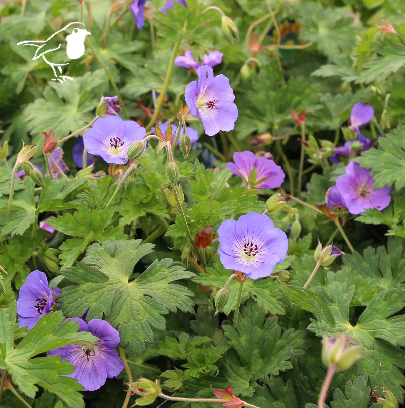 Geranium 'Rozanne'