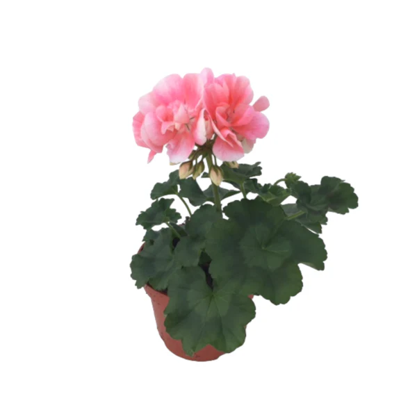 Geranium Salmon - Image 3