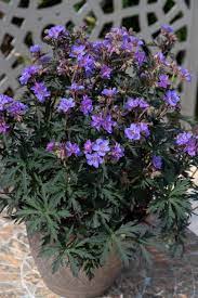 GERANIUM STORM CLOUD 3L