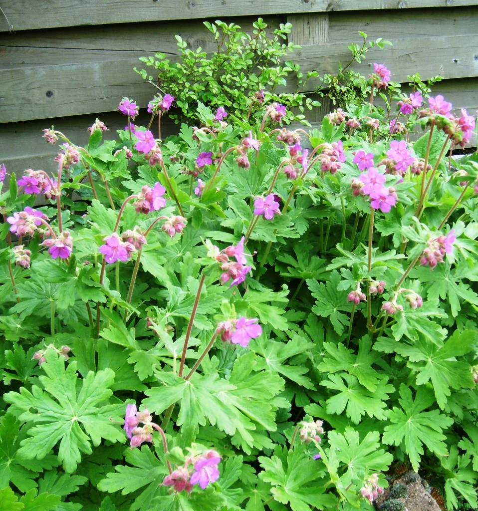 Geranium x cant. Karmina