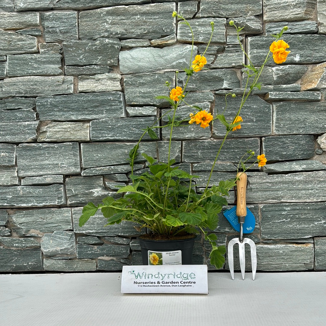 GEUM chiloense Sunrise - Image 3