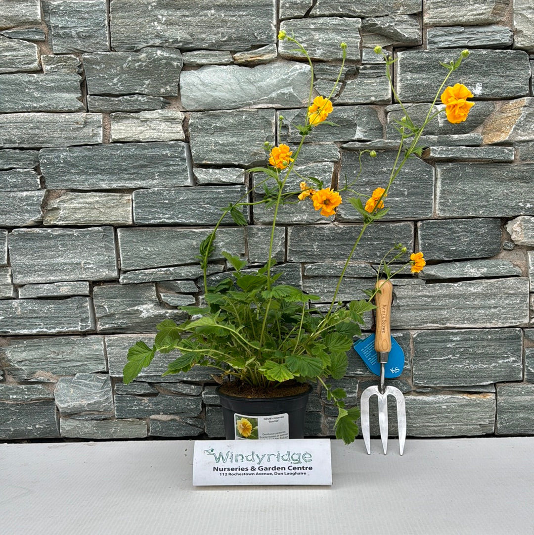 GEUM chiloense Sunrise - Image 4