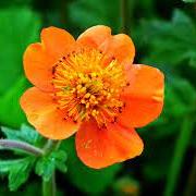 Geum Coccineum Borisii Red
