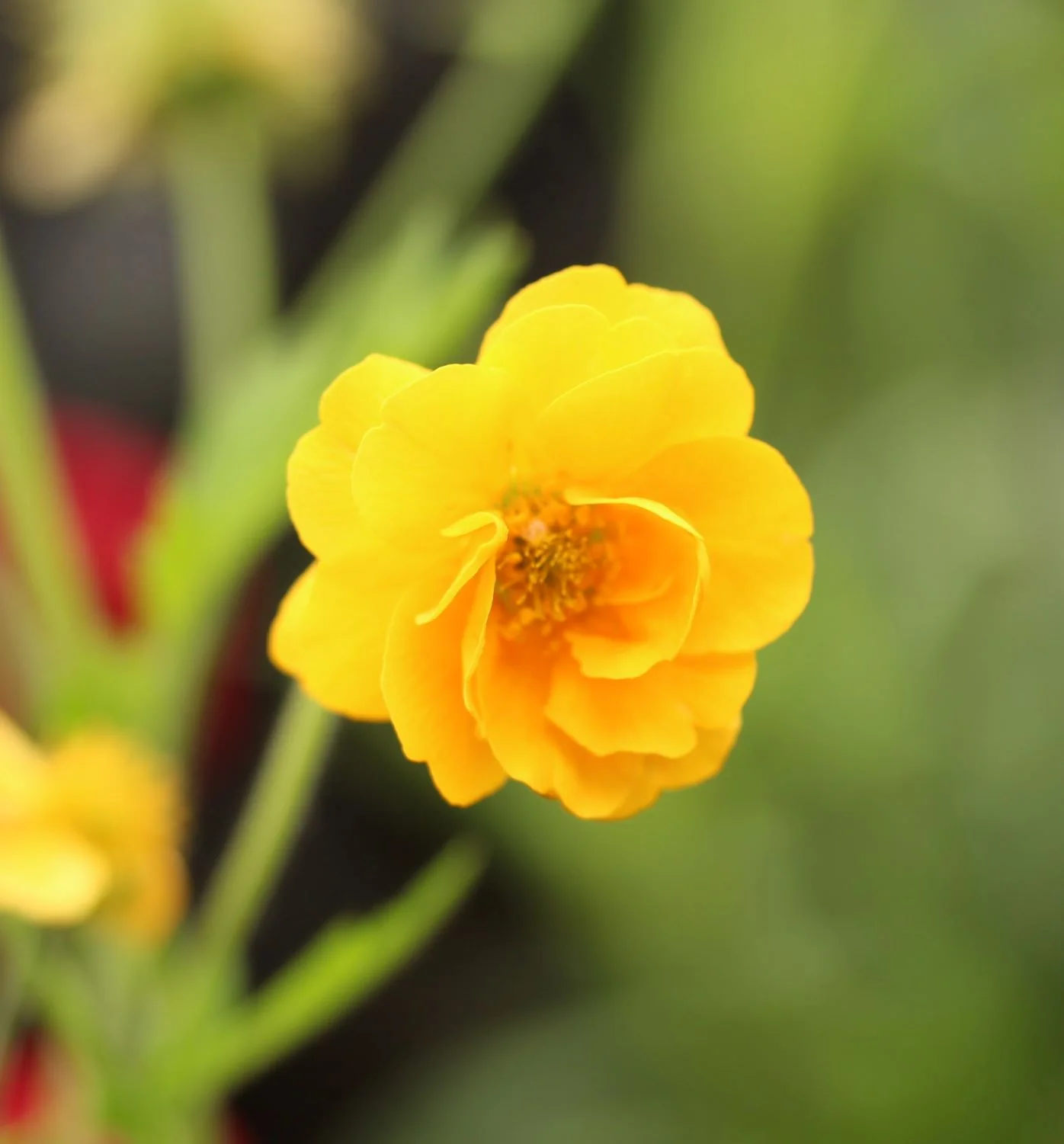 Geum Lady Stralenden
