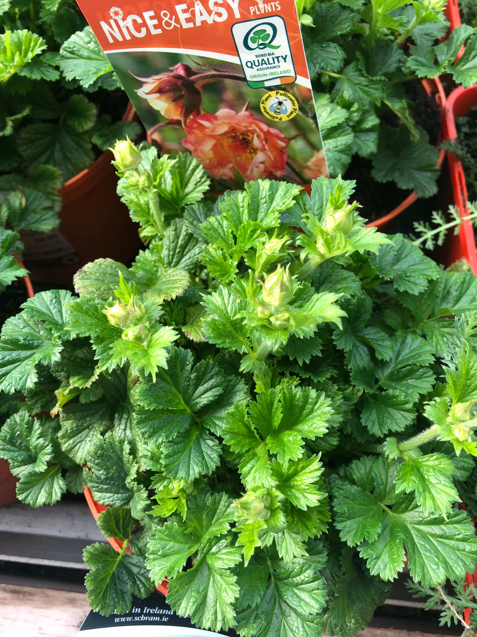 Geum Mai Tai - Image 2