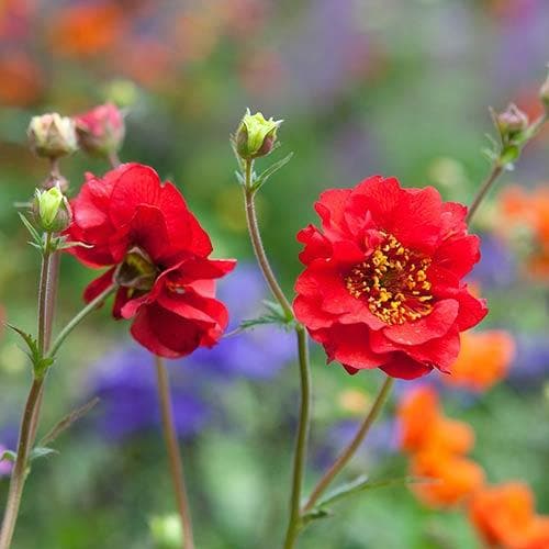 Geum  Mrs Bradshaw - Image 3