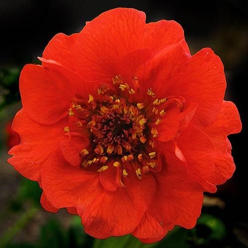 Geum  Mrs Bradshaw - Image 4
