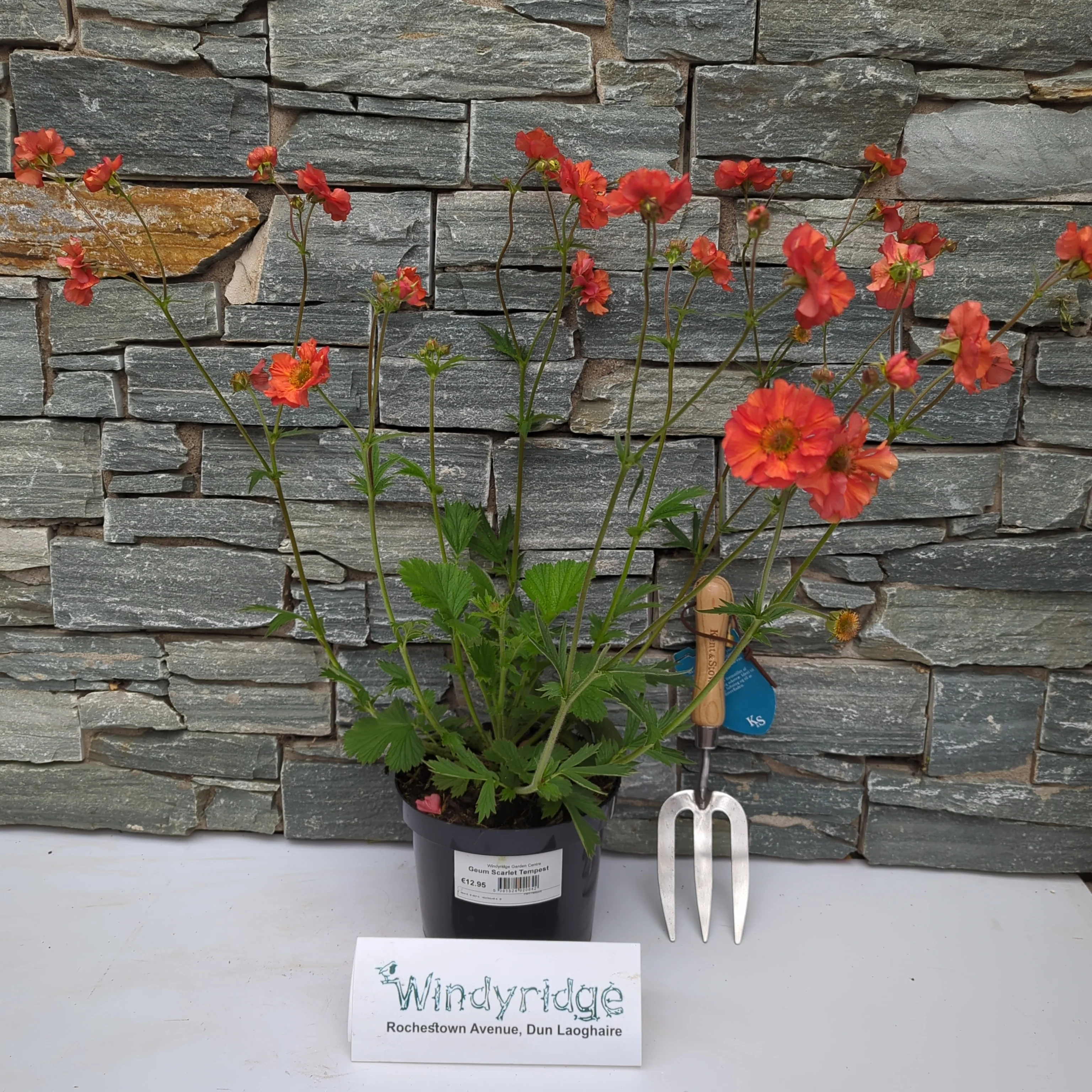 Geum Sarlet Tempest - Image 2