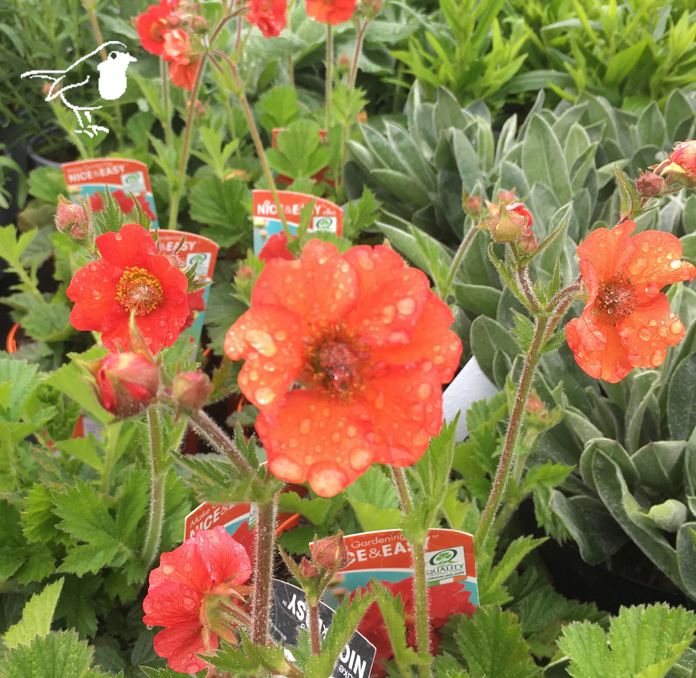 Geum Scarlet Tempest - Image 3