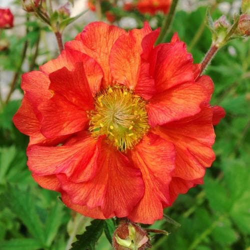 Geum Scarlet Tempest - Image 4