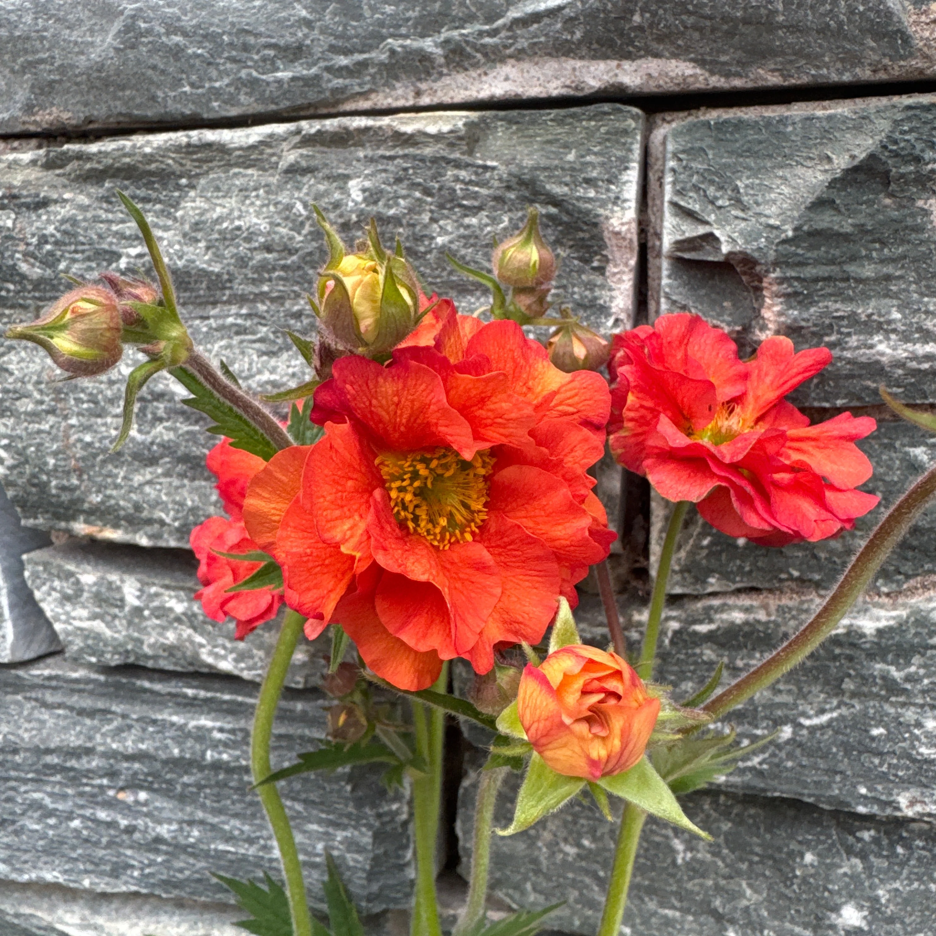 Geum Tempest Scarlet