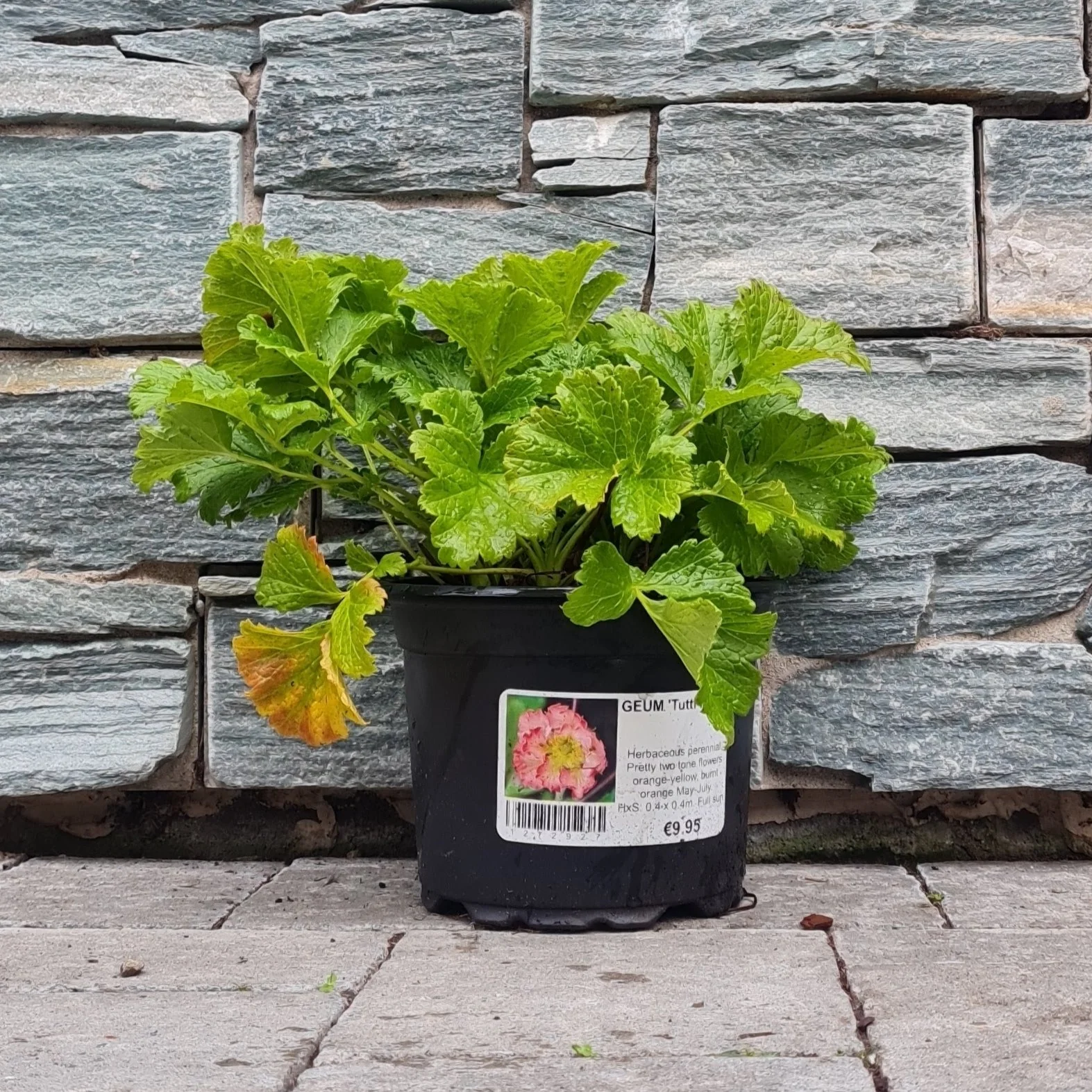 Geum Tutti Frutti - Image 2