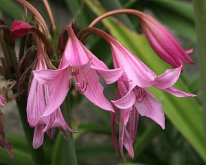 GIANT CRINIUM POWELLII LOOSE