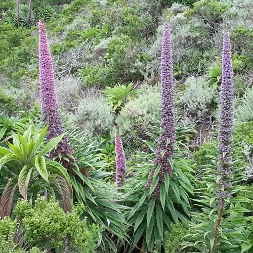 Giant Vipers Bugloss Echium Pininana (2Ltr Pot)