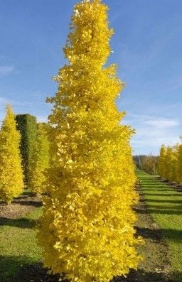 Ginkgo biloba Menhir 60-80 CM
