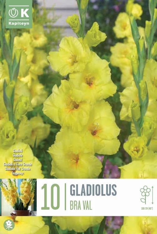 GLADIOLUS BRA VAL