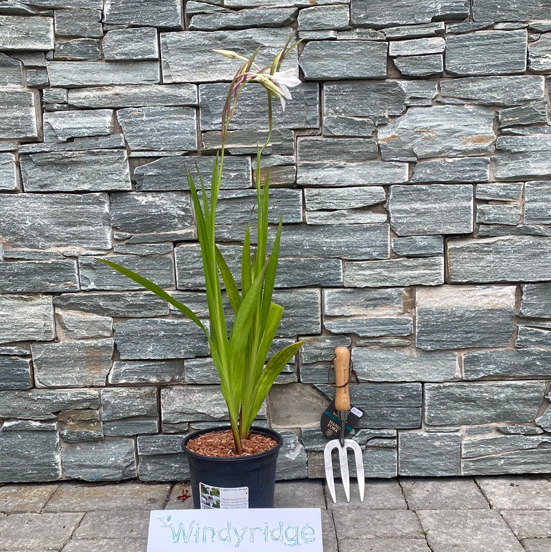 GLADIOLUS call. Murielae 3Ltr Pot - Image 2