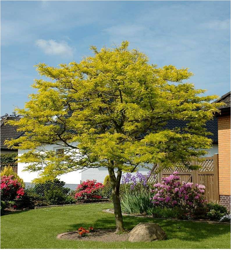GLEDITSIA T. SUNBURST
