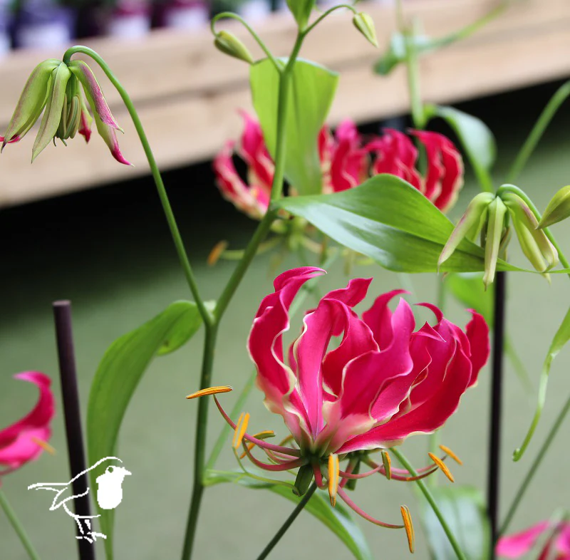 Gloriosa ... Triangel - red pot