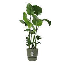 Greenville round Leaf Green Ø40cm - Image 3
