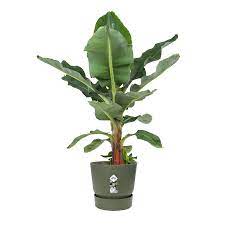 Greenville round Leaf Green Ø40cm - Image 4