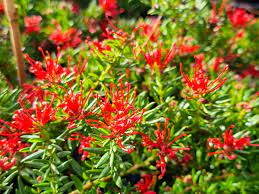 GREVILLEA juniperina New Blood 4L