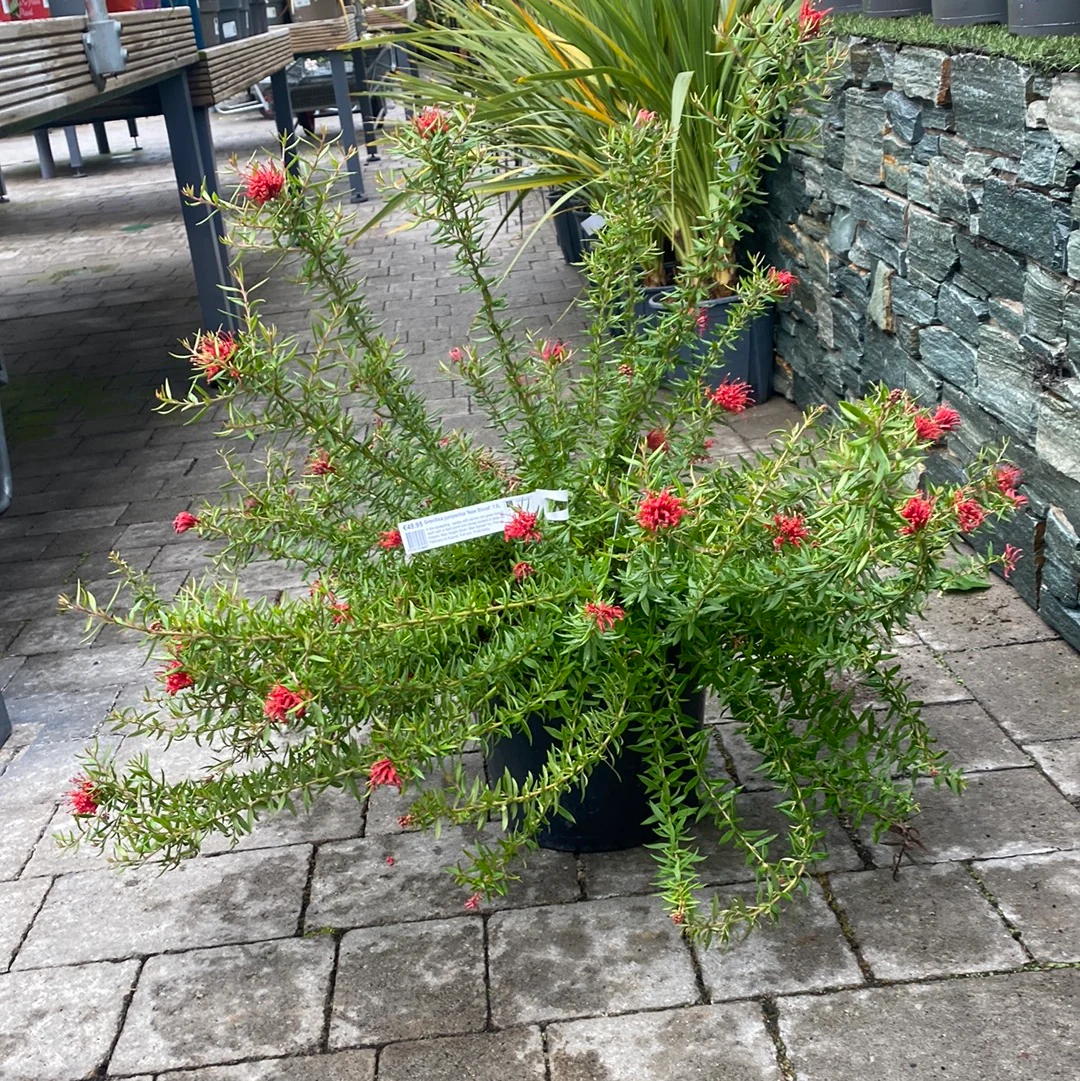 GREVILLEA juniperina New Blood 4L - Image 2