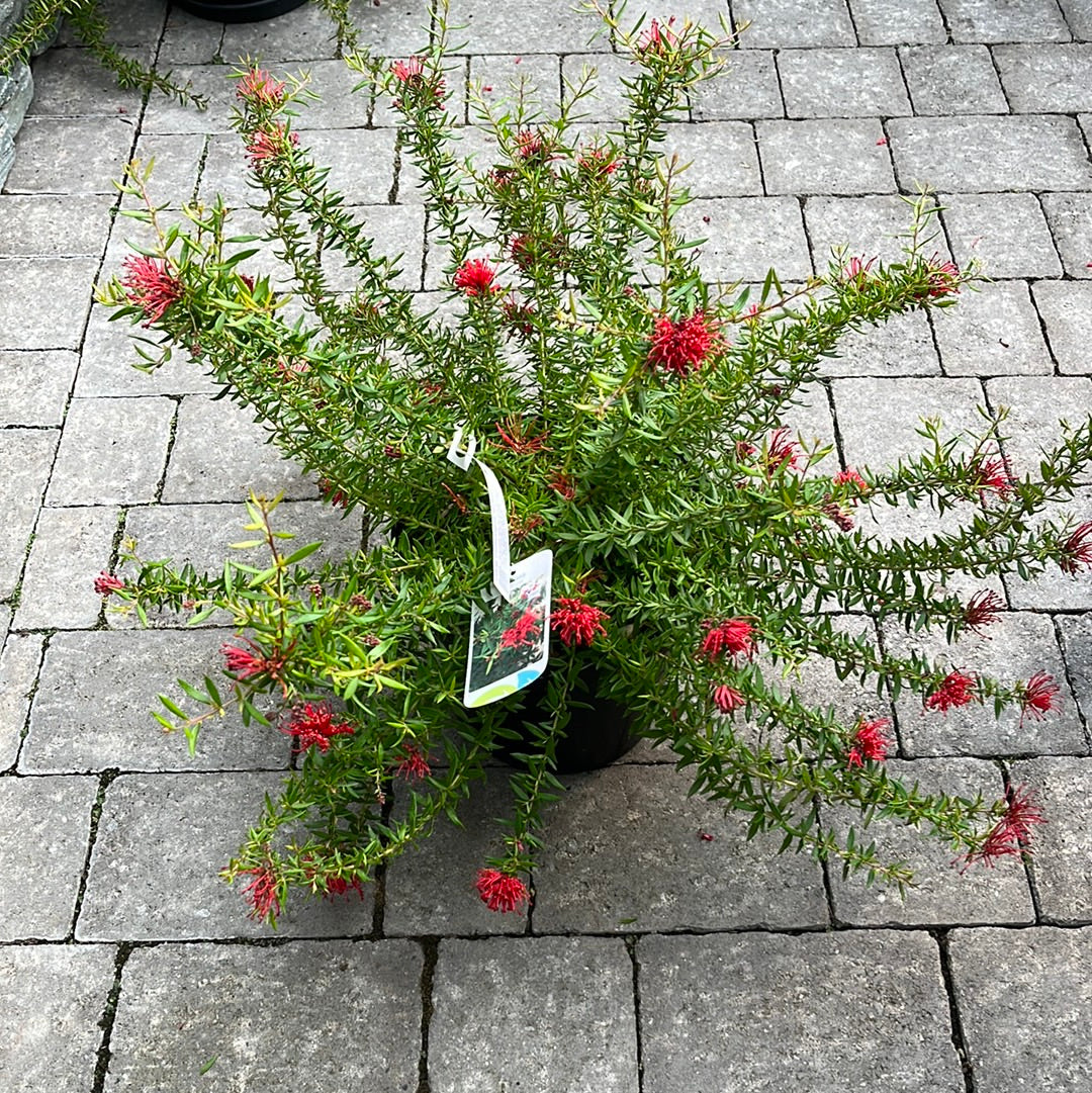 GREVILLEA juniperina New Blood 4L - Image 3