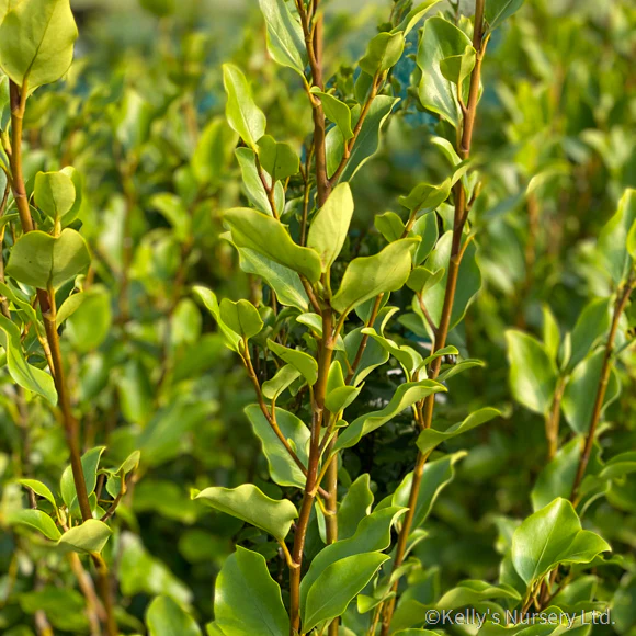 Griselinia littoralis - Image 2
