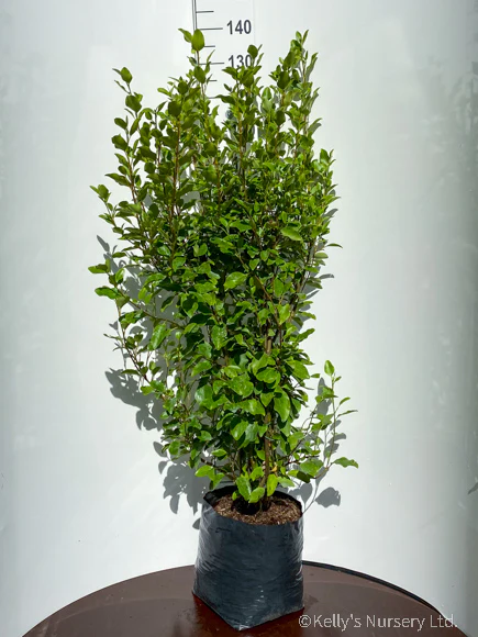 Griselinia littoralis - Image 4