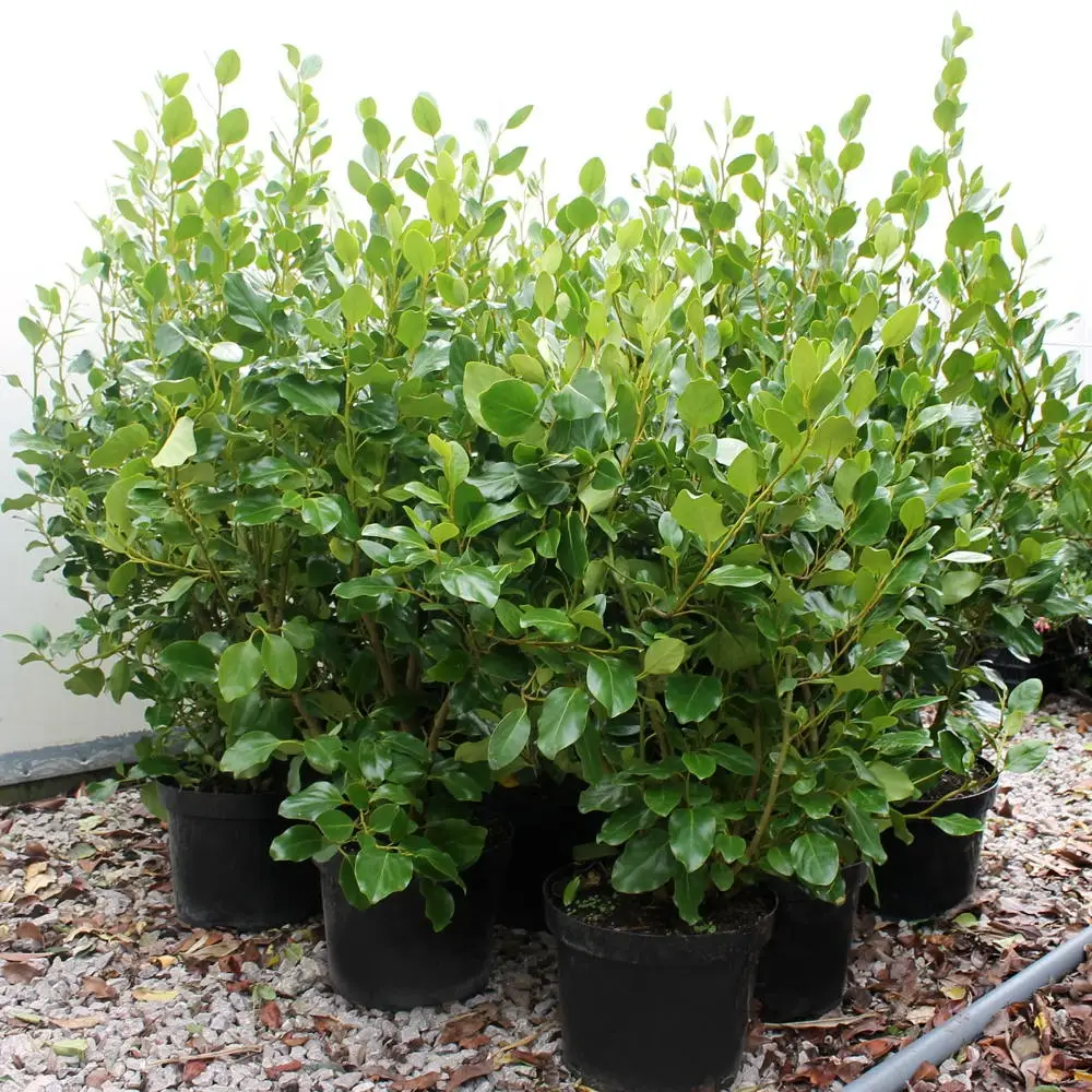 Griselinia littoralis 5lt - Image 2