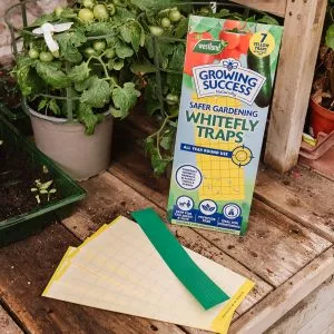 GS Greenhouse Whitefly Traps - Image 2