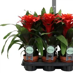 Guzmania Optima P12