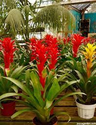 Guzmania Optima P12 - Image 2