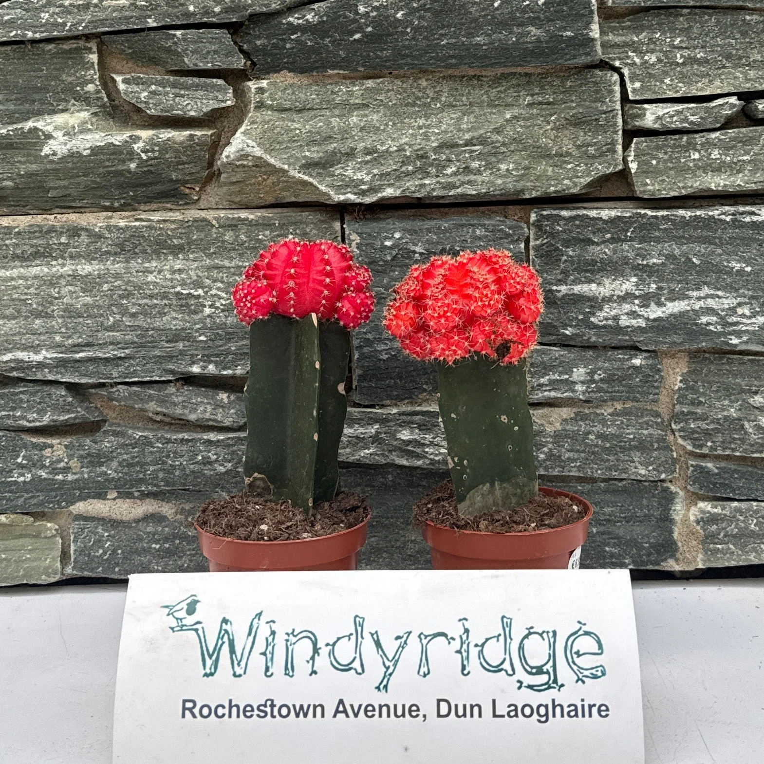 Gymnocalycium mix nr 653 - Image 4