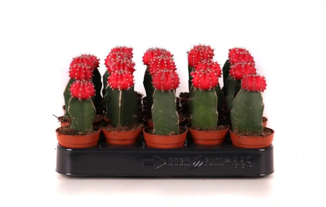 Gymnocalycium red  P 5,5 - Image 2