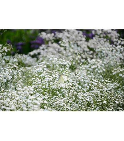 Gypsophila Diamond Spray - Image 3