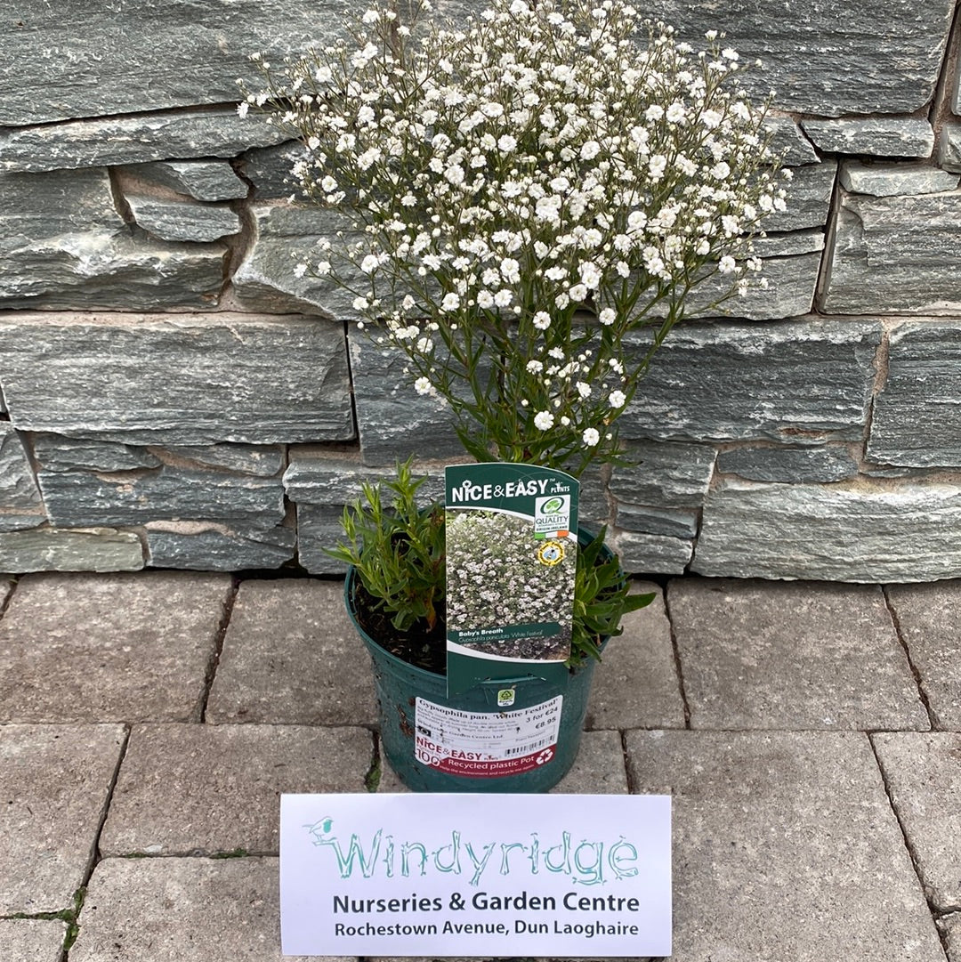 Gypsophila pan. White Festival 2lt pot - Image 3