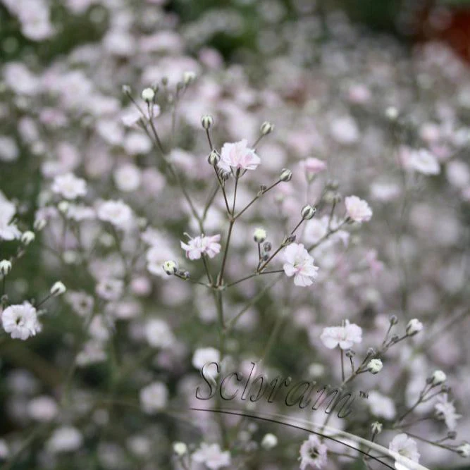 Gypsophila pan. White Festival 2lt pot - Image 4