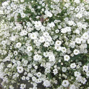 Gypsophlia Summer Sparkles P17