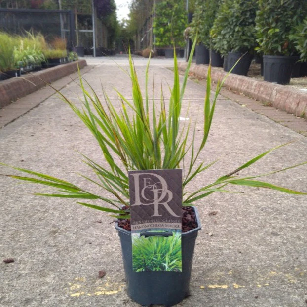 Hakonechloa macra - Image 2