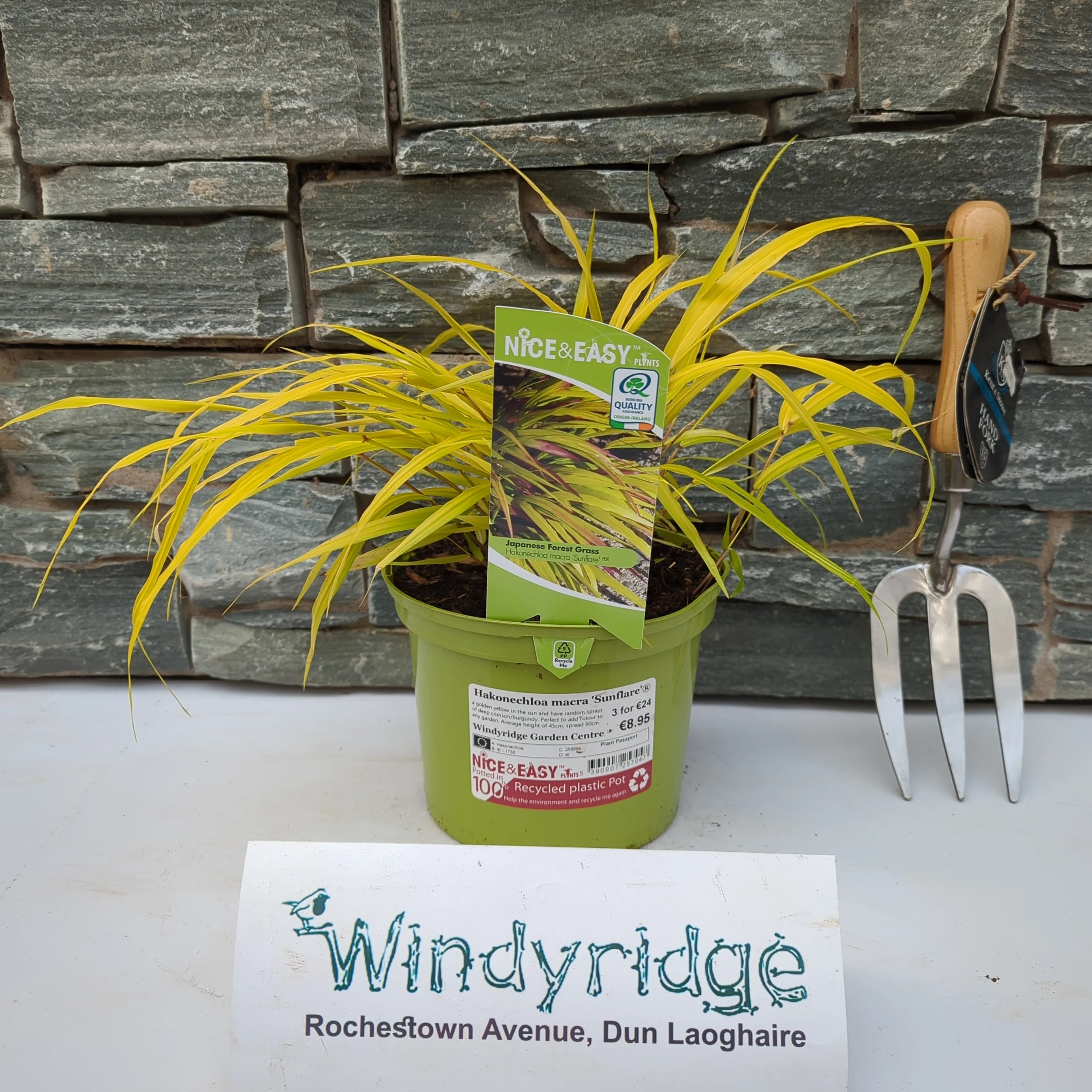 Hakonechloa macra Sunflare - Image 2