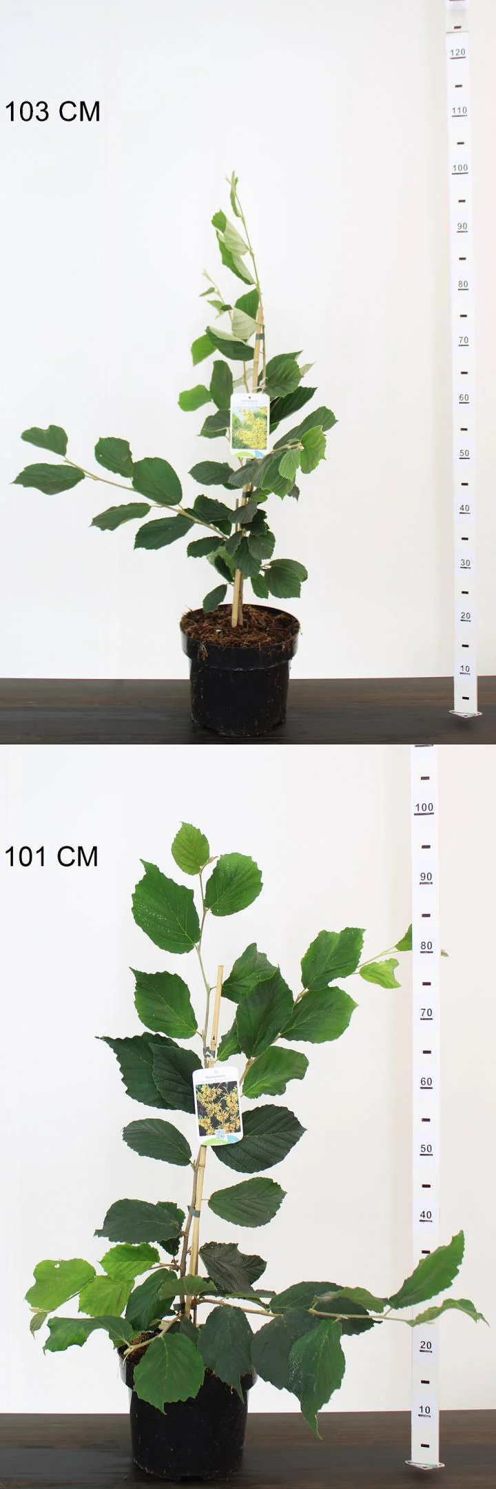 Hamamelis int. Rubin - Image 2
