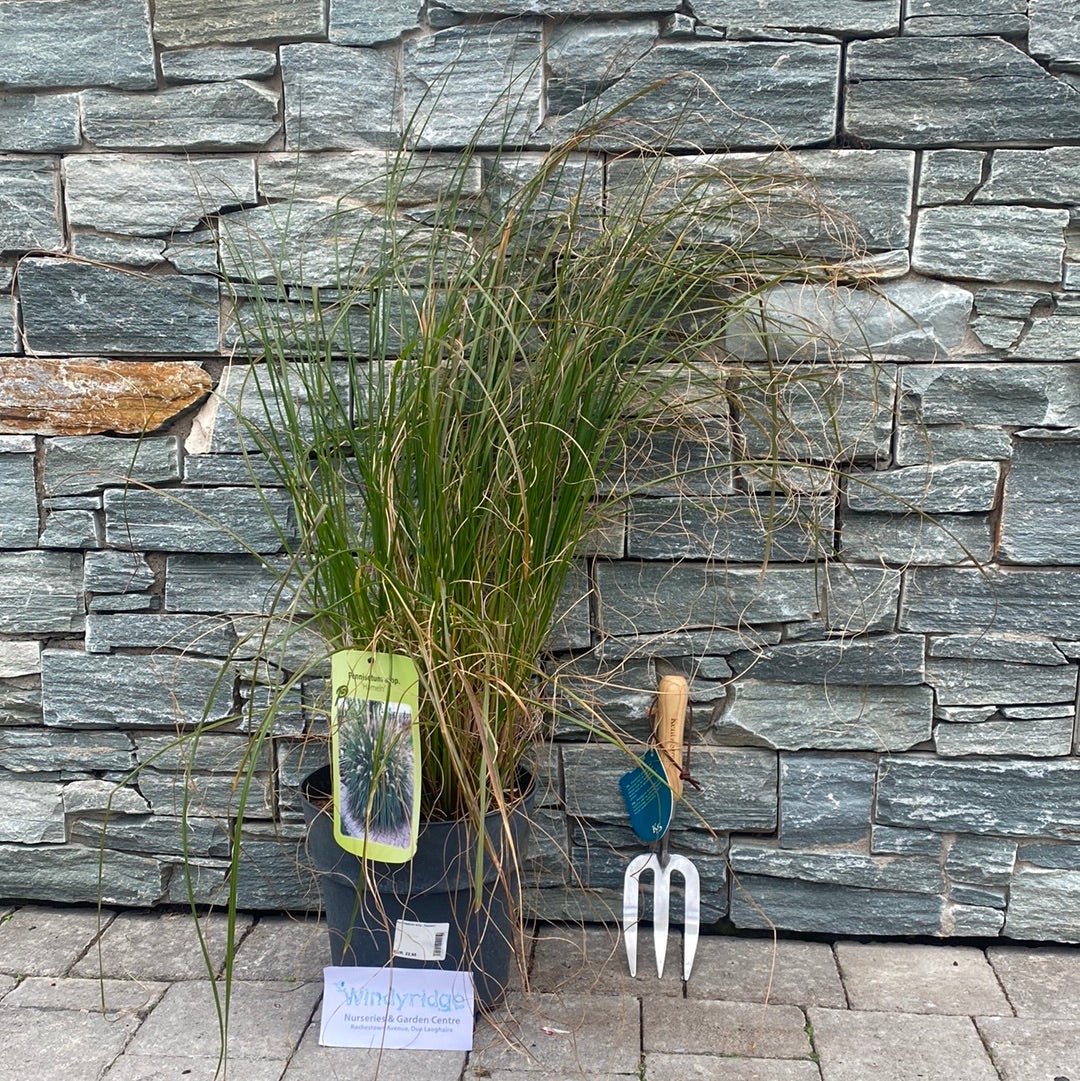 Hameln Fountain Grass (Pennisetum Alopecuroides Hameln) - Image 2