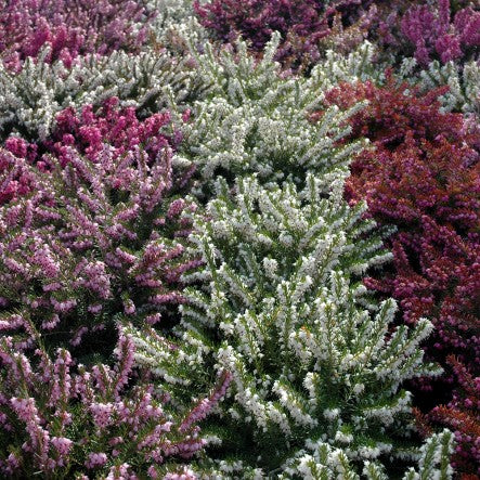 heathers 1ltr - Image 2