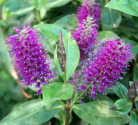 Hebe andersonii