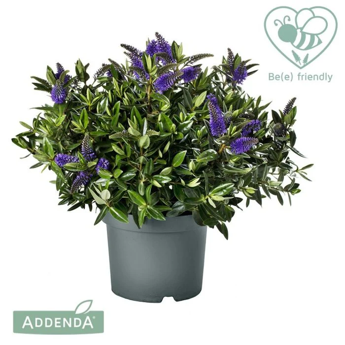 Hebe Donna Britta  3 Ltr pot - Image 2