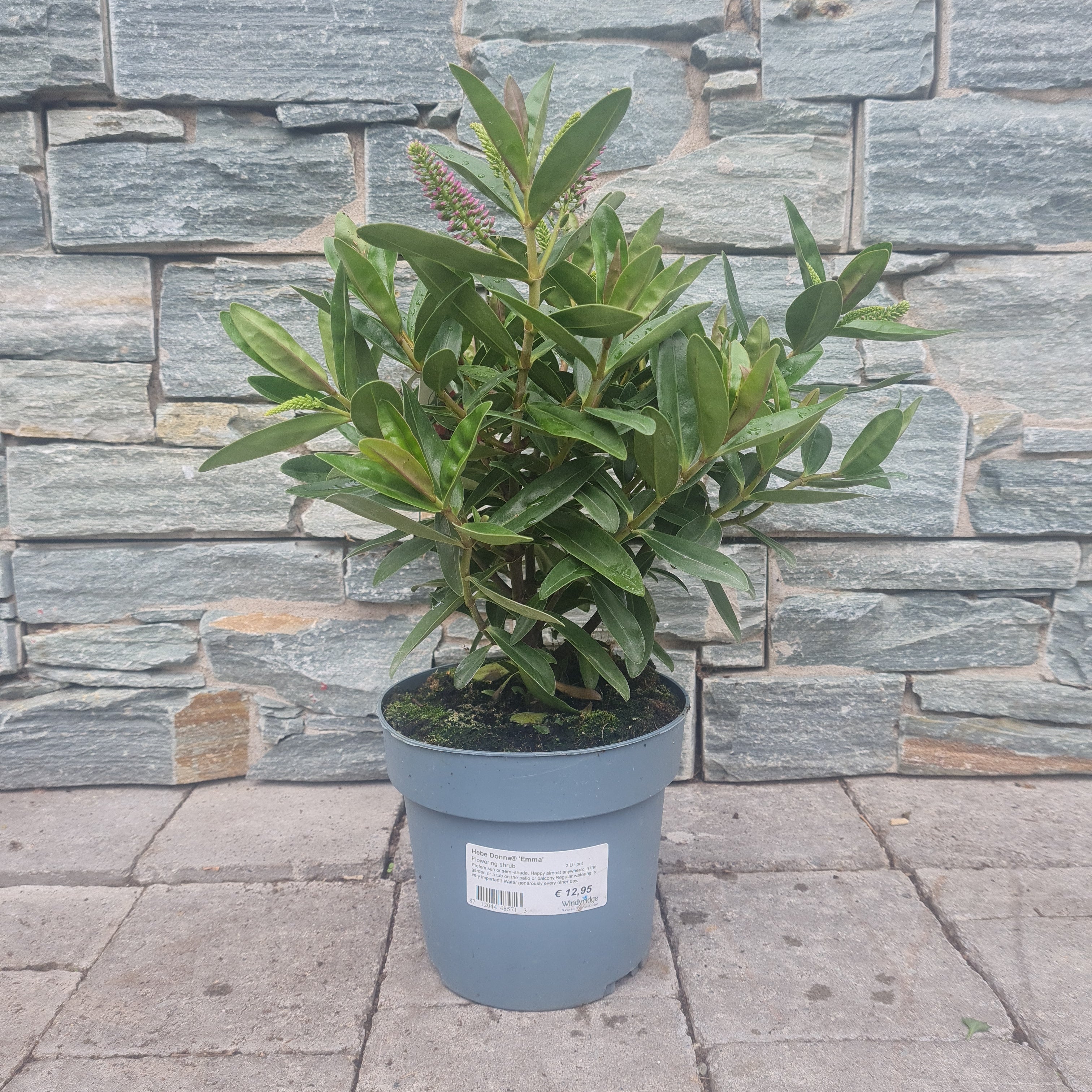 Hebe Donna Emma 2 Ltr pot - Image 2