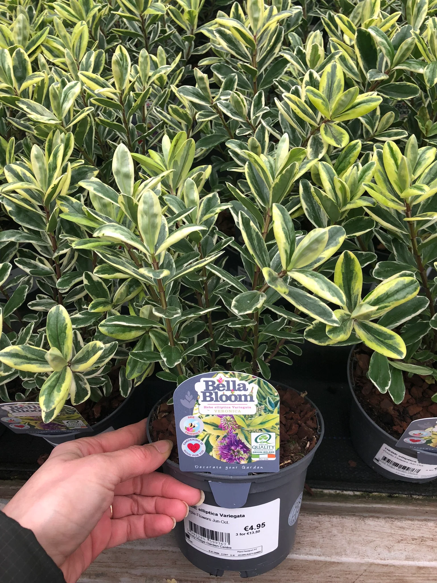 HEBE elliptica Variegata - Image 3