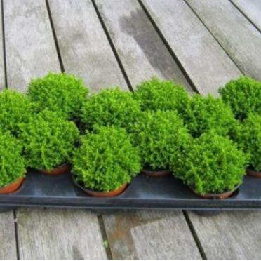 Hebe Emerald Green